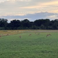 Mice, Miles, and Making It to Texas