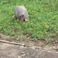 The Great Hitch Hunt of Texas