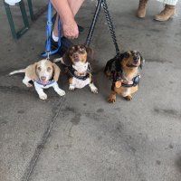 The Great Hitch Hunt of Texas