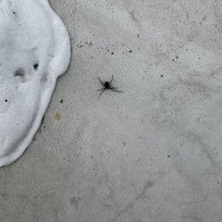 One Black Widow Away From Disaster