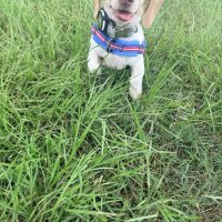 Mice, Miles, and Making It to Texas